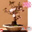 【2019年春開花】京都御所の八重桜(南殿桜ナデンなでん)盆栽 自宅でお花見 さくら盆栽プレゼントギフトにも