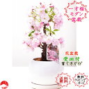 送料無料【2023春開花】一才桜 受け皿付き白鉢 さくら盆栽 旭山桜 自宅でお花見 卓上盆栽ぴったり 桜盆栽