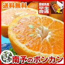 ポンカン4kg【送料無料】《訳あり》南予のポンカン4kg(サイズ バラ混 2S?2Lサイズ)【今期最終在庫限り】【愛媛県産】ポンカン/ぽんかん/椪柑/ポン柑 コクのある濃厚な甘さ、さわやかな独特な芳香でリフレッシュ、ビタミンが身体に嬉しい!