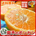 南予のポンカン 8kg【送料無料】《訳あり》(サイズ バラ混 2S?2Lサイズ)【今期最終在庫限り】【愛媛県産】コクのある濃厚な甘さ、さわやかな独特な芳香でリフレッシュ、ビタミンが身体に嬉しい!たっぷり8kg