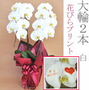胡蝶蘭 花びらプリント 大輪 白 2本立ち 開店祝い 送料無...
