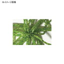 HIDEUP(ハイドアップ) コイケ R #111 チャート...
