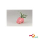 【エアープランツ】専用プランツベース naft/ナフト プランツアニマル ヤマアラシ(ピーチ) <エアプランツ付き>