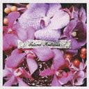 アイランド・メロディーズ〜スウィート・アンド・ピュア・カヴァーズ / オムニバス