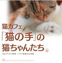 猫カフェ「猫の手」の猫ちゃんたち / 趣味教養