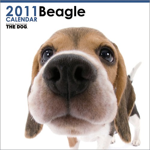 2011N1n܂I܌V(CfCjJ_[(A)̕]B