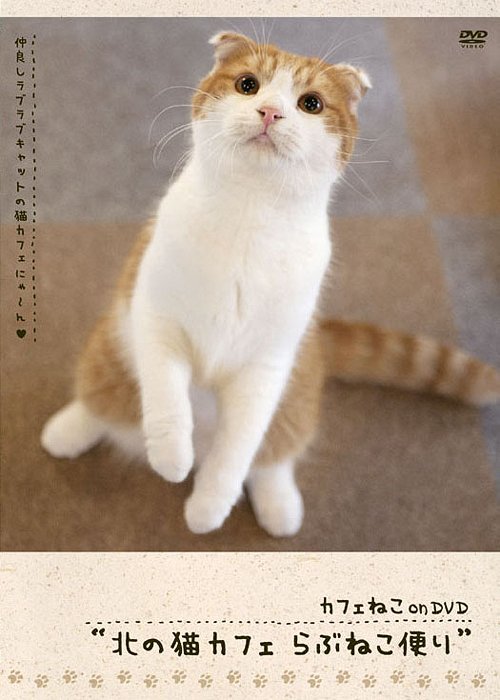 カフェねこonDVD 北の猫カフェ らぶねこ便り[DVD] / 趣味教養...:neowing-r:12071810