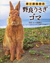 茅ケ崎海岸の野良うさぎゴマ (単行本・ムック) / 内藤雅光/写真+文