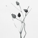 One Must Dash SEED CAPSULE アートプリントポスター 30x40cm モノクロ 北欧 スウェーデン/イギリス