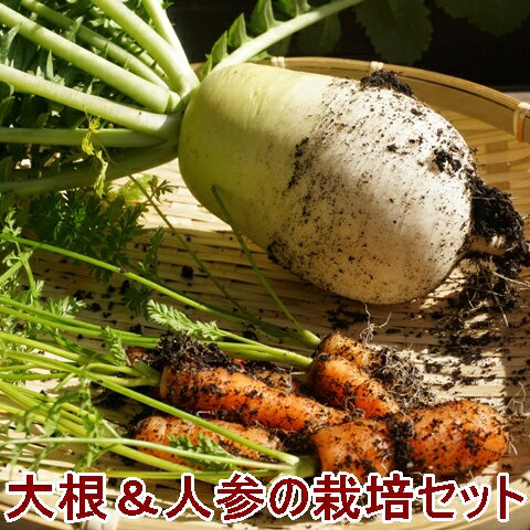  ͔|Zbg ͔|Lbg 卪 lQ Iׂ2Zbg ƒ؉Lbg ƒ؉Zbg | K[fjO ƒ؉ x_؉ Lbg Zbg v^[؉ v[g a 