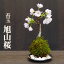 苔玉 桜 旭山桜(あさひやまさくら) 送料無料 桜の苔玉・黒備前器小サイズ 敷石セット 八重の桜 かわいい 花咲くこけだま コケ玉 ギフト初めての盆栽 父の日 母の日 誕生日 新入学 新築祝い