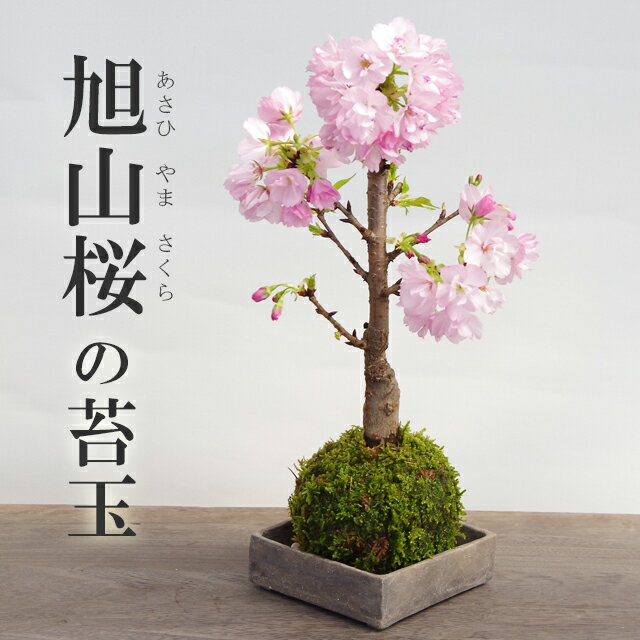 桜・・・そう聞くだけで心和む景色を貴方のもとへ【桜（旭山桜）の苔玉・焼締角器セット】...:nicogusa:10000006