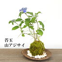 【現在花なし】苔玉 ヤマアジサイの寄せ植え苔玉 くらま岩器 敷石つき くらま岩 風合い 山紫陽花 母の日 5月開花 贈り物 こけだま コケダマ 苔 こけ コケ やまあじさい 紫陽花 山紫陽花