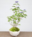 【現在花なし】盆栽 ヤマアジサイ寄せ植え盆栽 万古焼 白丸鉢 花の品種はおまかせ 花が咲く 育て方のしおり 1年分肥料つき おうち時間 巣ごもり時間 母の日 父の日 苔 こけ コケ やまあじさい 紫陽花 山紫陽花 ボンサイ ぼんさい