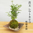 苔玉 涼しげな葉が苔とよくあいます シマトネリコの苔玉焼締茶器セット 敷石つき 陶房・歩知歩智 名古屋セット 苔 こけ コケ コケダマ こけ玉 しまとねりこ