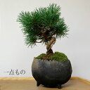 盆栽 五葉松 ゴヨウマツ 鉢 真山茜 益子 【1点もの】写真の商品をお届け ミニ盆栽 てのひら盆栽 小品盆栽 常緑 不老長寿 縁起物 一年中緑
