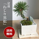 【送料無料!】創業10周年企画【ねじり黒松・三波石の盆栽(万古焼白角鉢)飾り皿付き】
