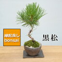 盆栽 日々の暮らしに憩いと安らぎを演出 黒松の盆栽(焼締鉢)