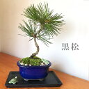 盆栽 黒松 亀 飾り皿付 クロマツ 男松 陶器鉢 青 bonsai 盆栽飾り 縁起物 長生き カメ ご長寿 還暦祝い 父の日 母の日 誕生日 めでたい 寿