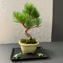 盆栽 黒松 亀 飾り皿付 クロマツ 男松 陶器鉢 青 bonsai 盆栽飾り 縁起物 長生き カメ ご長寿 還暦祝い 父の日 母の日 誕生日 めでたい 寿 ぼんさい ボンサイ 松 まつ マツ