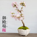 【2020年開花終了 現在は葉桜】盆栽 サクラ咲く 御殿場桜 盆栽 一重の花 万古焼 白深鉢育て方のしおり 1年分肥料つき おうち時間 巣ごもり時間