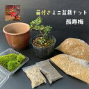 落葉中 すぐ作れる 苗付き盆栽キット 【紅長寿梅】の盆栽キット ボケ 草ボケ 木瓜 チョウジュバイ 自然(万古焼 朱深丸鉢)四季咲き 盆栽の作り方つき 盆栽の育て方つき お手入れ相談 電話 メールサポート 硬質赤玉土 桐生砂 盆栽の土 ヤマゴケ おうち時間 ボンサイ