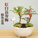 盆栽 長寿梅 紅白 二本植え紅白長寿梅(コウハクチョウジュバイ)鶴亀盆栽花咲くボンサイ bonsai 草木瓜 お祝い 父の日 母の日 誕生日 新入学 新築祝い ウエディングギフト