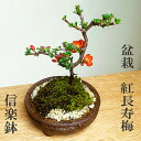 盆栽 長寿梅 紅花 紅長寿梅(べにちょうじゅばい) 紅長寿梅の盆栽 信楽焼茶鉢 長寿梅 紅花 花咲く盆栽 縁起良い ギフト初心者 初めての盆栽 父の日 母の日 誕生日 新入学 新築祝い 育てやすい 四季咲き 縁起物 還暦祝い 結婚祝い
