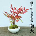 盆栽 南天(なんてん)の盆栽(万古焼白陶器鉢) 風水