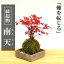 いにしえの和をお届けします【南天の苔玉・焼締角器セット】