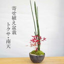 盆栽 可憐な寄せ植え盆栽 トクサ・南天の盆栽_万古焼黒鉢 ナンテン 難を転ずる 縁起物 風水 ナンテン 難を転ずる ギフト 贈り物 観葉植物 開運 難を転じる 紅葉 おめでたい 運気を上げる bonsai ミニ盆栽 風水 とくさ なんてん 苔 こけ ぼんさい ボンサイ