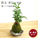 独特の樹形が人気【ガジュマルの苔玉・三つ足灰器セット】