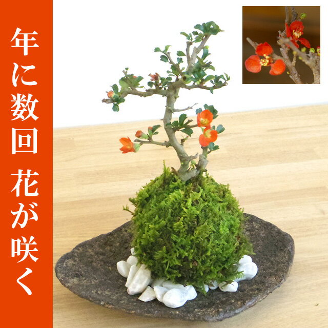 年に数回可憐な花が楽しめます。名前も縁起がいいでしょ？【紅長寿梅（べにちょうじゅばい）の苔玉・くらま...:nicogusa:10000011