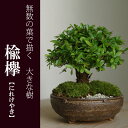 小さな無数の葉が描く大きな樹のある景色【楡欅(ニレケヤキ)の盆栽(信楽焼鉢)】