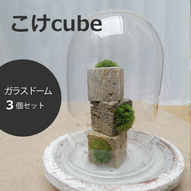 つんだり・ならべたり・ちいさな苔【苔盆栽・こけキューブ×3個セット（ガラスドーム付）】...:nicogusa:10000052