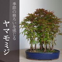 さやさやとそよぐモミジの林道を歩く【ヤマモミジの雑木林風寄せ植え盆栽(楕円陶器鉢)】