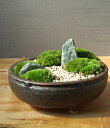 苔が主役の苔盆栽 信楽焼平鉢 三波石を添えた小さな庭園ホソバオキナゴケ ヤマゴケ 小さな空間で雄大な景色を　苔テラリウム　コケテラリウム
