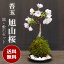 送料無料でお届けします 桜(旭山桜)の苔玉・黒備前器小サイズセット【2018年開花終了】
