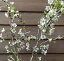 富士桜 湖上の舞