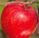 シナノスイート（りんご）《果樹苗》リンゴの苗木