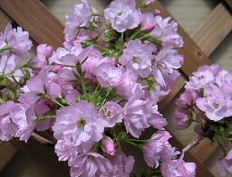 開花終わりです！　一才桜（旭山　桜 盆栽）鉢植え　桜の鉢植え