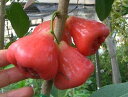 オオフトモモ（レンブ）赤実（5寸鉢植え）《熱帯果樹苗》