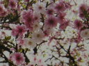 富士桜 さきがけ