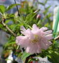 富士桜 オシドリ桜(おしどり桜)