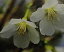 富士桜 みどり桜 「☆」