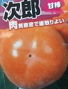 次郎柿(甘柿)《果樹苗》「☆」