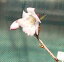 富士桜 水土野八重「☆」
