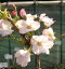 富士桜 御殿場桜「☆」