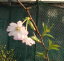 富士桜 十月桜「☆」
