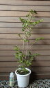 ヒサカキ(5寸鉢植え)「☆」...